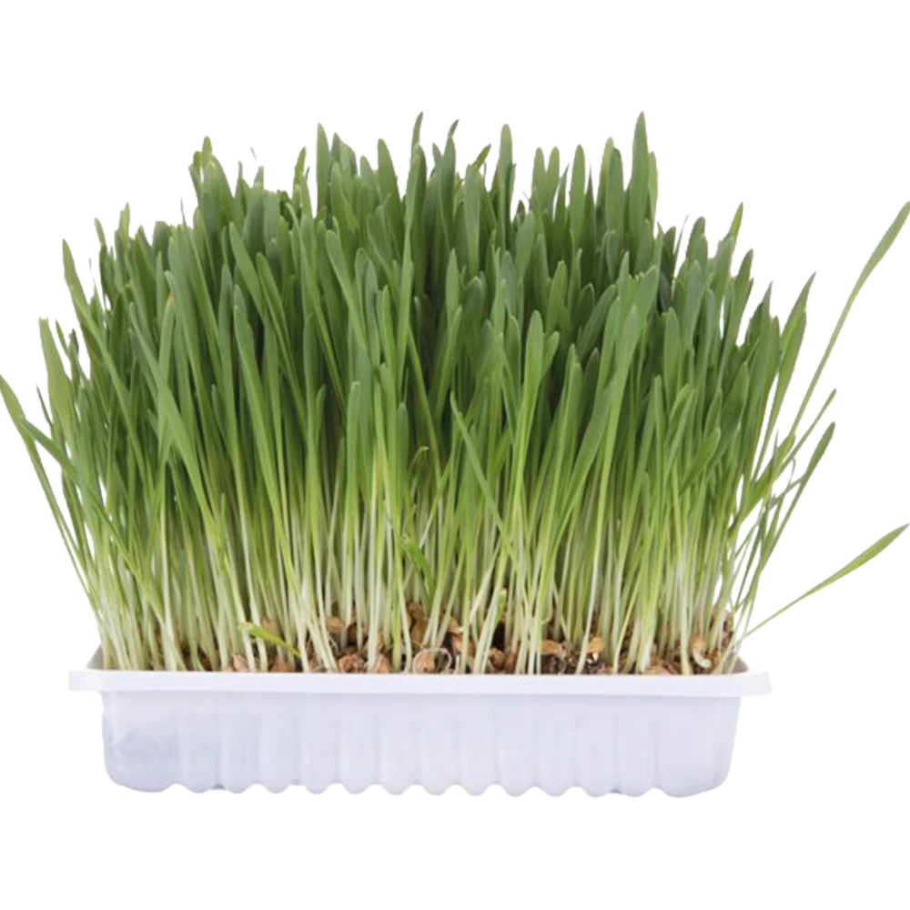 JP Katzengras